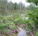birkenbruchwald