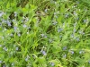 blaue-blueten-am-wegesrand