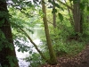 blick-auf-den-waldsee