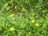 blumen-im-kiebitzholmer-moor