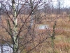 bruchwald
