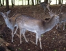 damwild-im-wildpark