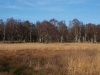 dosenmoor