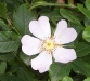 heckenrose