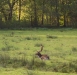 hirsch