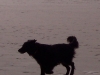 hundestrand