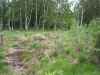 moorlandschaft-birken