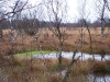 moorlandschaft