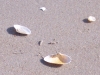 muscheln