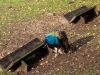 pfau-im-wildpark