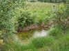sumpf-kiebitzholmer-moor