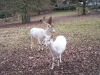 tierpark