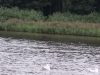 wasserbewohner