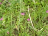 wicken-wildpflanzen