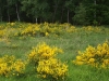 wiese-mit-ginster