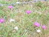 wiesenblumen