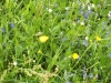 wildblumenmix