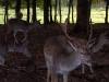 wildpark