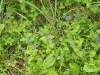 wildpflanzen-im-naturschutzgebiet